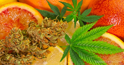 The Benefits of Cannabis for Chronic Conditions