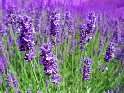 Organic Lavender Dryer Bag 6oz, 3ct.